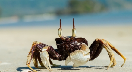 Qui id aliquam impedit ipsa