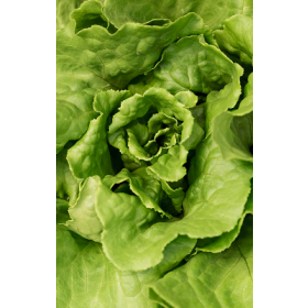 Зелень та салати